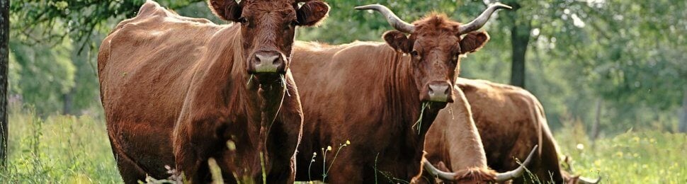 Four brown cows with horns looking at the camera