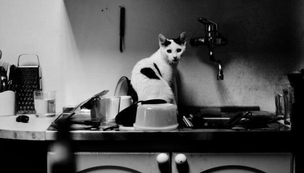Black and white photo showing a cat on a kitchen counter