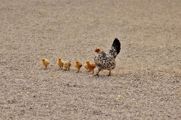 mother hen and chicks