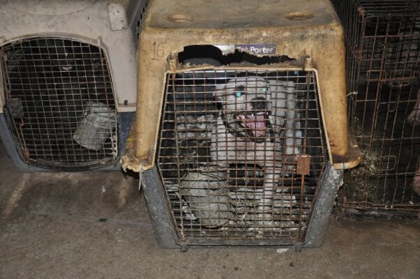 frustrated dog warehoused at a self-professed animal ‘rescue’ in Texas
