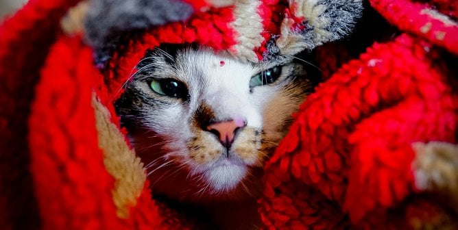 A cat wrapped up in a blanket