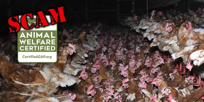 Several hens crammed into one shed
