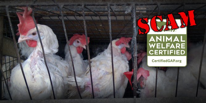 Chickens crammed into a battery cage