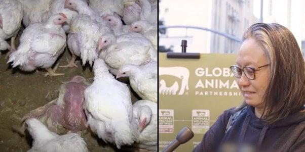 gap reaction animal welfare certified footage video
