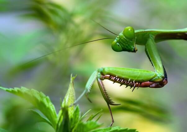 A green mantis looking at the camera