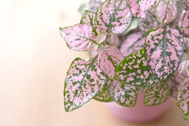 polka dot plant in pink vase