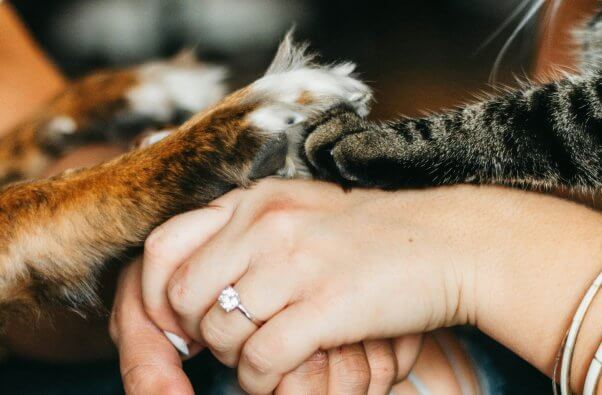 A dog and a cat placing their paws on a human's hand