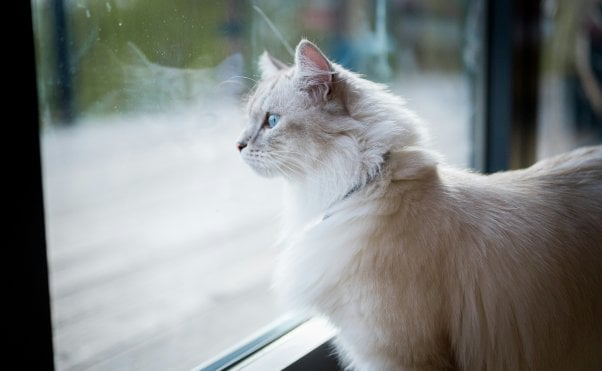 White cat looking out a window