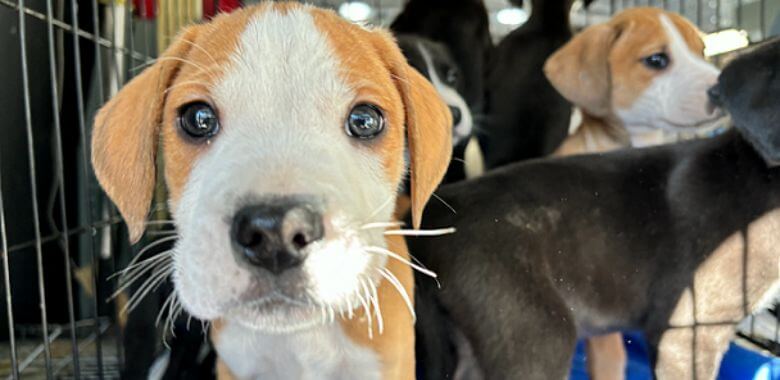 A puppy looking at the camera