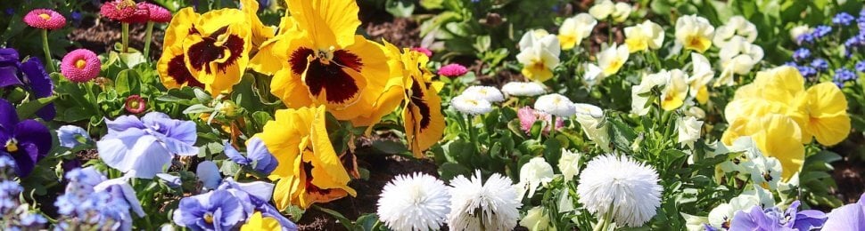 Spring flower assortment