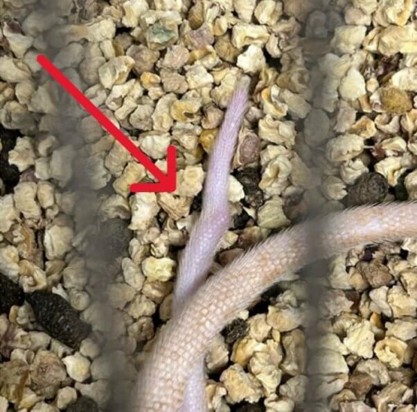 A photo of a rodent's broken tail with an arrow pointing to the exact injury