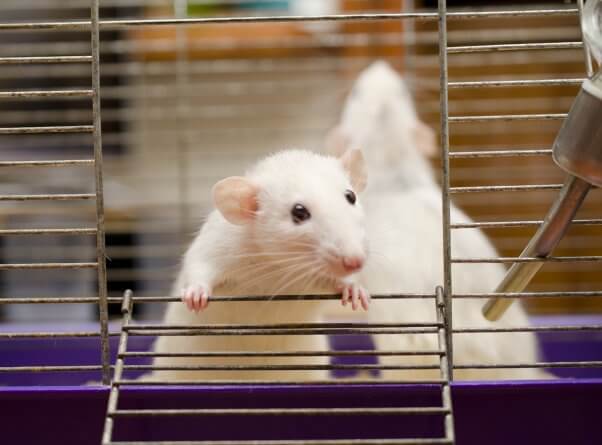 A white rat peering from a cage opening
