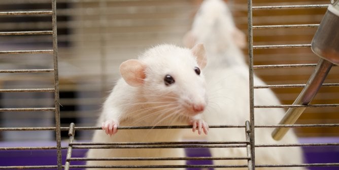 A white rat peering from a cage opening