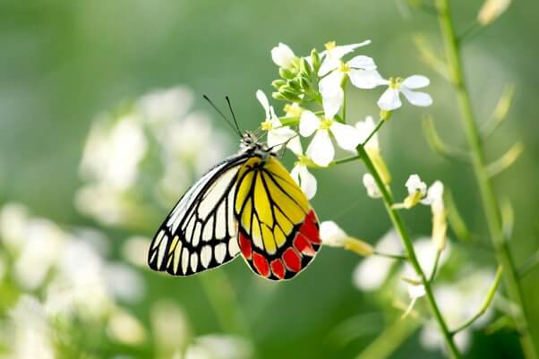 A yellow and red butterfly on a flower