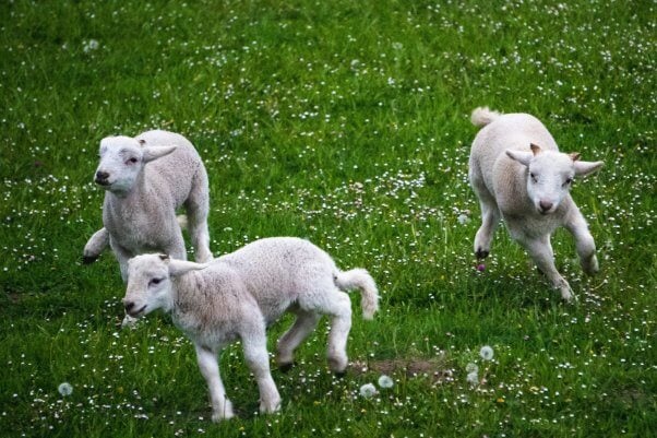 Three lambs running in a field
