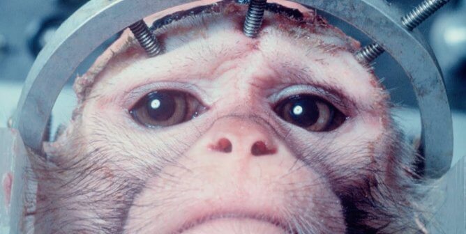 A monkey in a head clamp