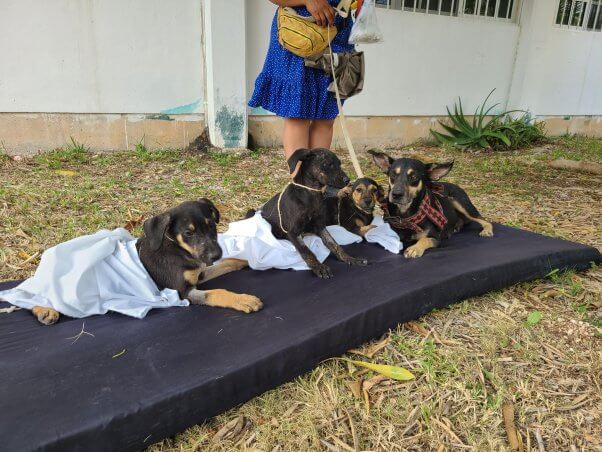 homeless dogs cancun spay/neuter clinic