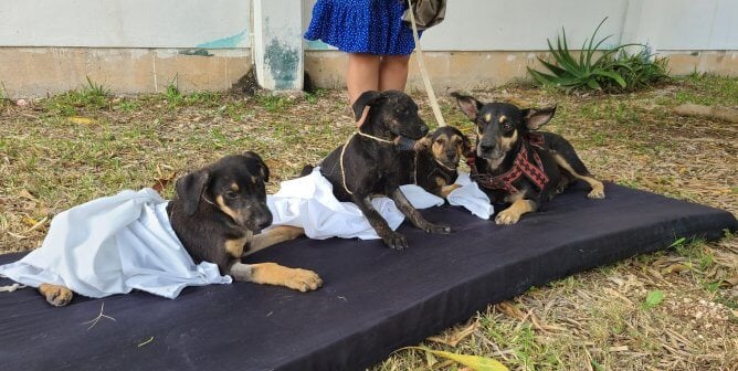 homeless dogs cancun spay/neuter clinic