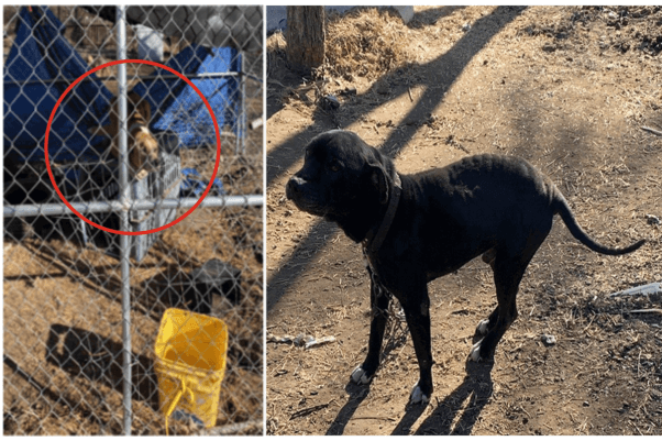 Image of chained dogs in Ardmore