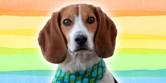 A beagle looking at the camera against a rainbow background