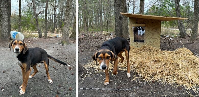 Collage showing a before and after of a dog receiving a doghouse
