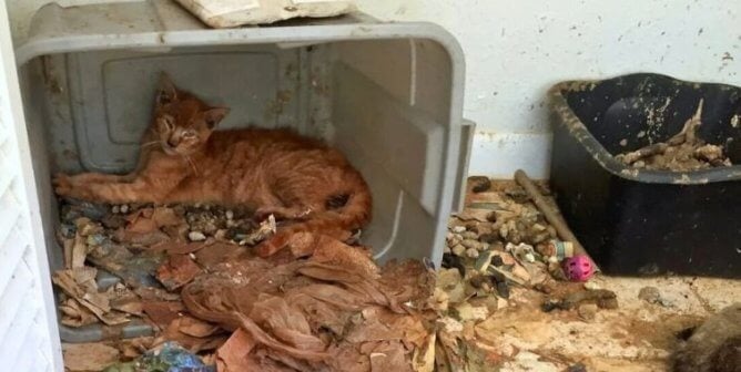 An orange cat in a filthy tub
