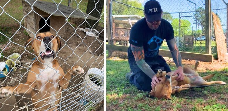 A before and after of a penned dog