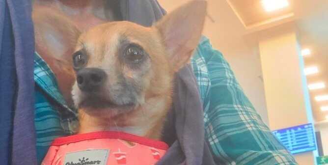 A small chihuahua looks at the camera