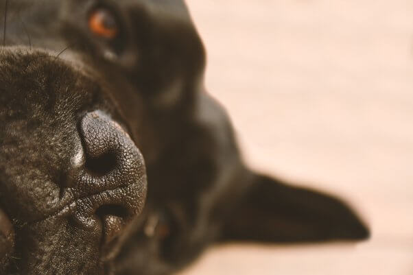 close up of a dog's nose