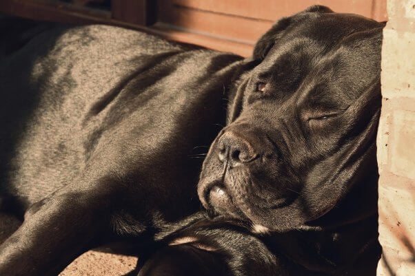 a cane corso lays against a wall