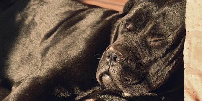 a cane corso lays against a wall