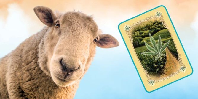 A Sheep superimposed next to a PETA made Catan card