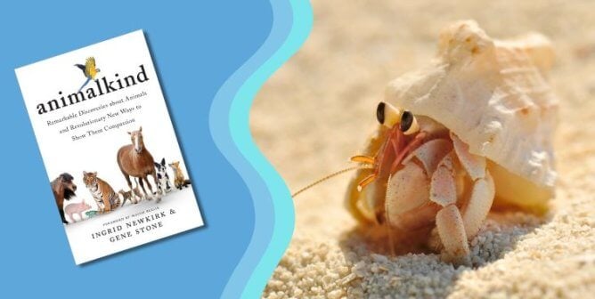 A photo of a hermit crab next to Animalkind