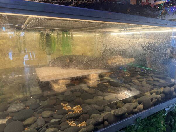 A captive caiman in a tiny tank with one platform