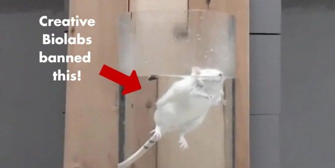 A mouse in a tube of water with text on the side reading "Creative Biolabs banned this!"