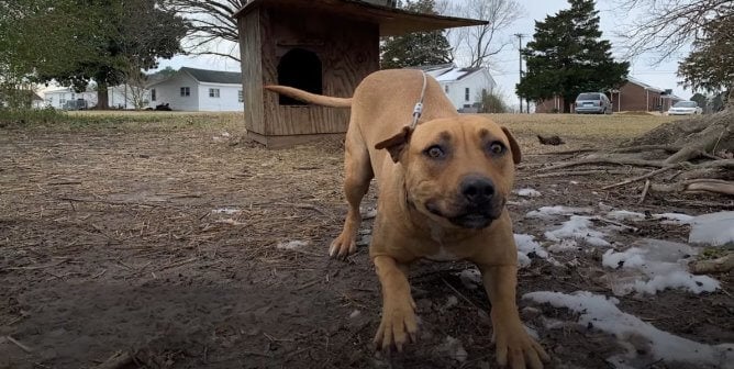 daisy on chain looks playfull at a peta rescuer in a screengrab from her rescue video