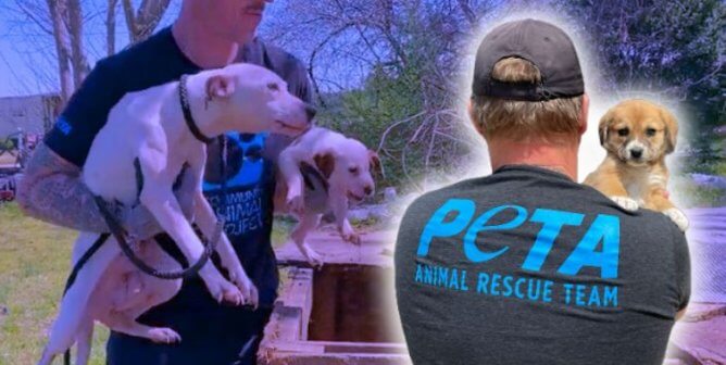 CAP rescuer carrying a puppy