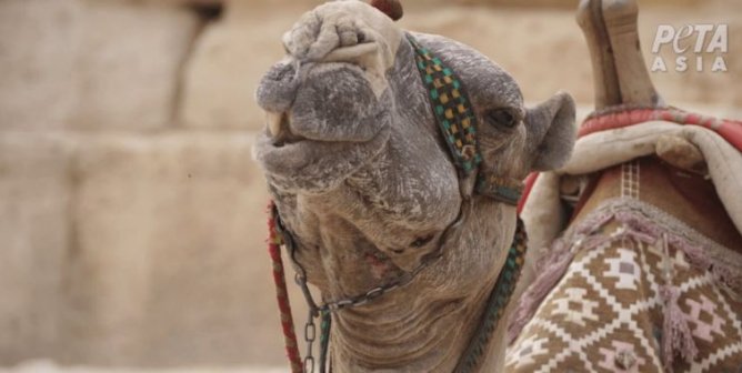 A camel looking at the viewer