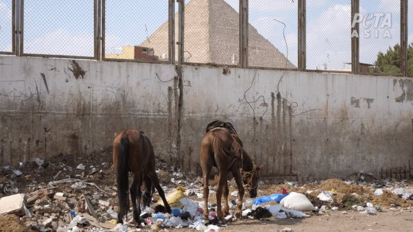 Horses eating from rubbish pile
