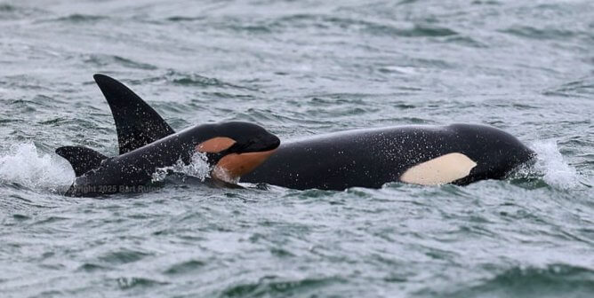 baby orca puget sound