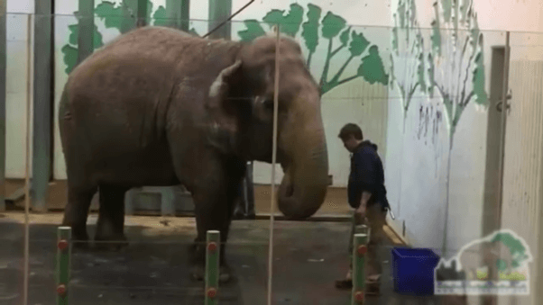 lucy the elephant at the edmonton zoo