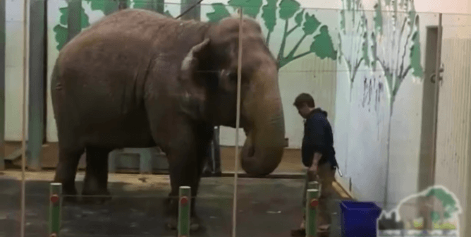 lucy the elephant at the edmonton zoo