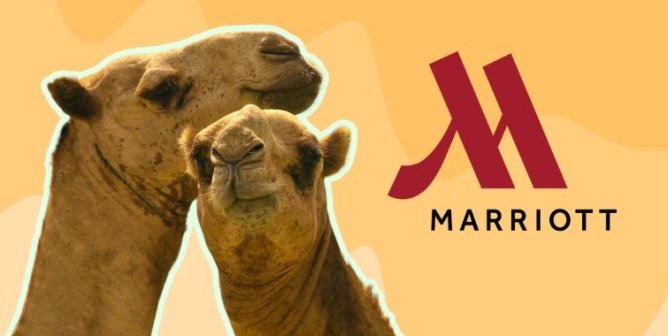 Two camels standing together with the Marriott logo superimposed next to them