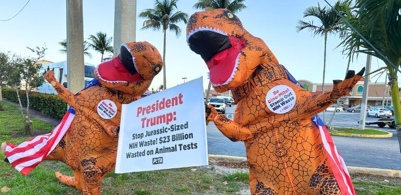 Two inflatable dinosaurs holding a sign