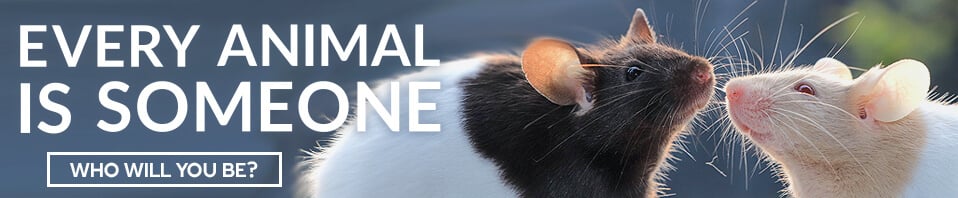Two rats next to test reading Every Animal Is Someone. Who Will You Be?