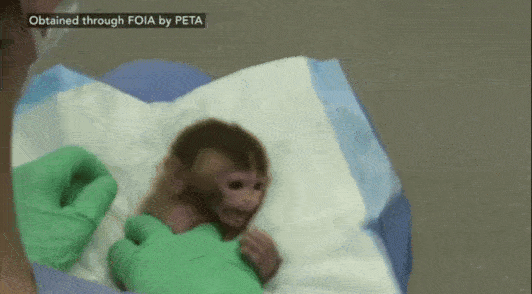 baby monkey in laboratory looking distressed