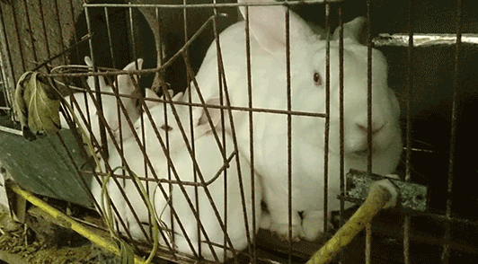rabbits in small metal cage