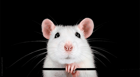 rat on black background with the words please help me