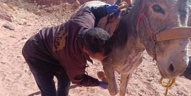 A vet checking a donkey's injured hoof