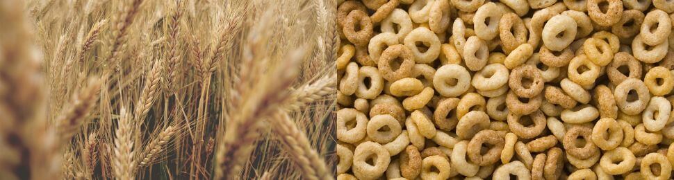 Two photos, one showing wheat stalks and the other processed cereal